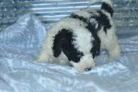 Ellie, a female Golden Mountain Doodle for sale in Moulton, IA – Photo 5 of 6