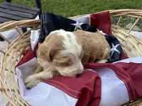 Bella, a female Miniature Bernedoodle and Golden Mountain Doodle for sale in Moulton, IA – 7 of 7