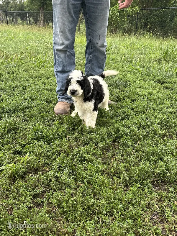 Milo  – Miniature Bernedoodle, Golden Mountain Doodle puppy for sale in Moulton, IA