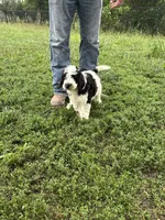 Milo , a male Miniature Bernedoodle and Golden Mountain Doodle for sale in Moulton, IA – 1 of 7