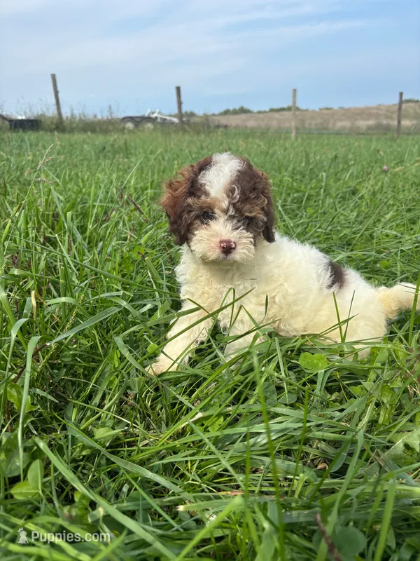 Dusty  – Cockapoo puppy for sale in Moulton, IA