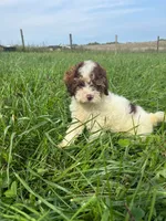Dusty , a male Cockapoo for sale in Moulton, IA – 1 of 4