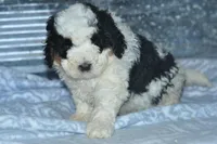 Ernie, a male Golden Mountain Doodle for sale in Moulton, IA – Photo 4 of 5