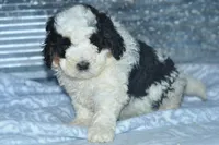 Ernie, a male Golden Mountain Doodle for sale in Moulton, IA – Photo 5 of 5