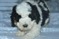 Ernie, a male Golden Mountain Doodle for sale in Moulton, IA – Photo 3 of 5
