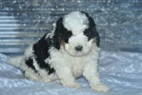 Ernie, a male Golden Mountain Doodle for sale in Moulton, IA – Photo 2 of 5