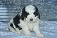 Ernie, a male Golden Mountain Doodle for sale in Moulton, IA – Photo 1 of 5