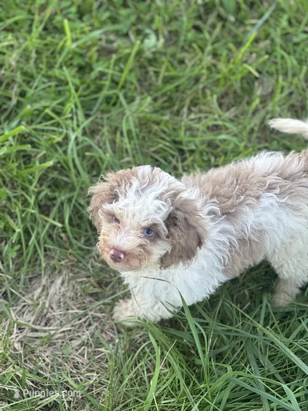 Baylor – Cockapoo puppy for sale in Moulton, IA