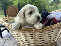 Max, a male Miniature Bernedoodle and Golden Mountain Doodle for sale in Moulton, IA – 4 of 7