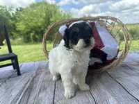 Cooper, a male Miniature Bernedoodle for sale in Moulton, IA – 2 of 4