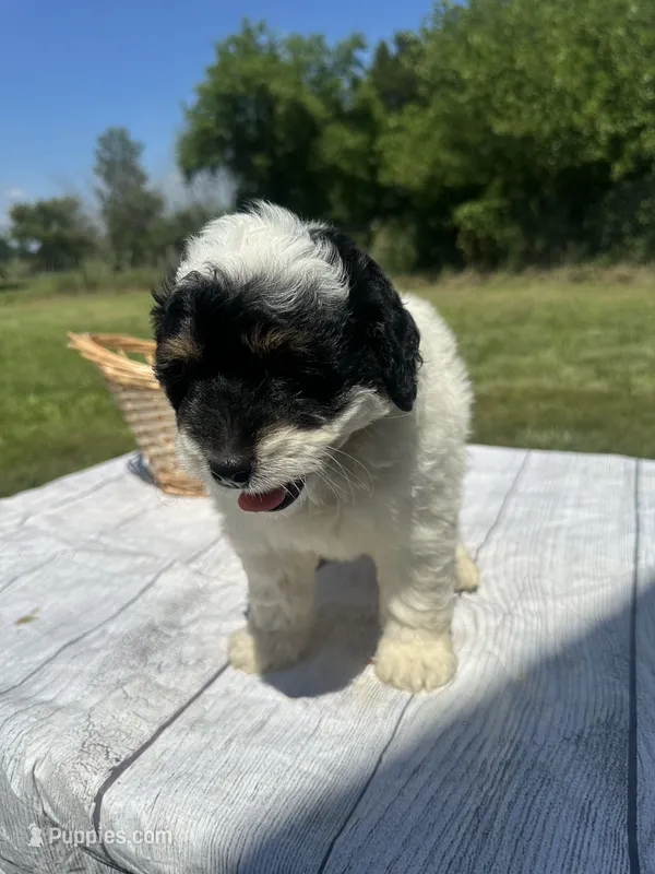 Cooper – Miniature Bernedoodle puppy for sale in Moulton, IA