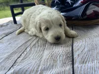 Max, a male Miniature Bernedoodle and Golden Mountain Doodle for sale in Moulton, IA – 5 of 7