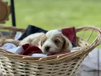 Harley , a male Miniature Bernedoodle and Golden Mountain Doodle for sale in Moulton, IA – 4 of 6