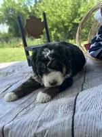 Stella, a female Miniature Bernedoodle for sale in Moulton, IA – 4 of 7