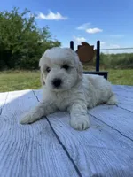Max, a male Miniature Bernedoodle and Golden Mountain Doodle for sale in Moulton, IA – 6 of 9