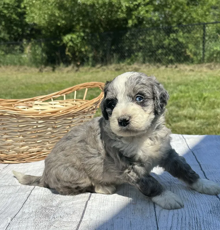 Maggie – Miniature Bernedoodle, Golden Mountain Doodle puppy for sale in Moulton, IA