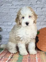 Kase , a male Miniature Bernedoodle and Miniature Aussiedoodle for sale in Moulton, IA – 1 of 5