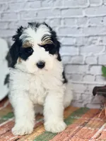 Kassi, a female Miniature Bernedoodle and Miniature Aussiedoodle for sale in Moulton, IA – 4 of 6