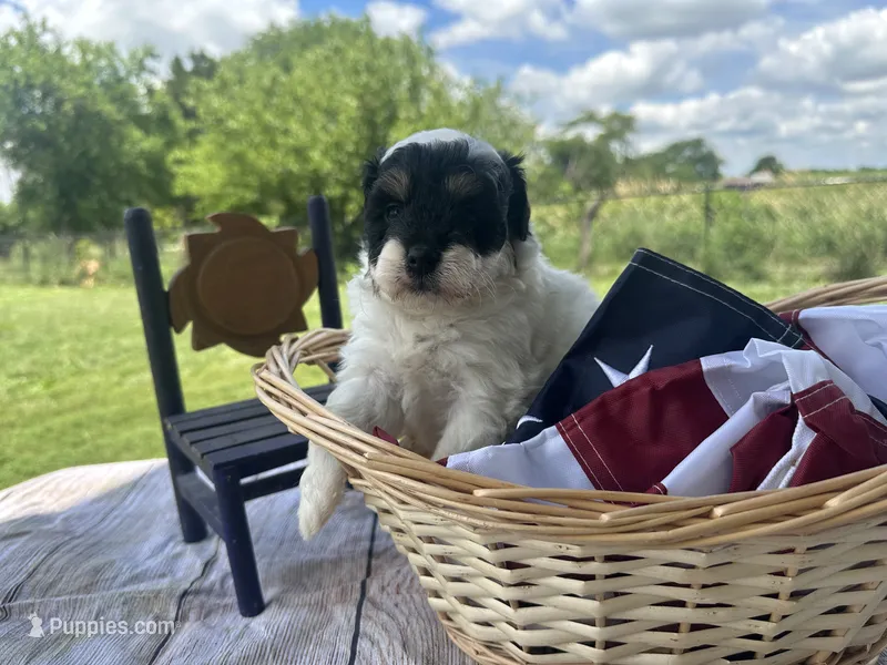 Cooper, a male Miniature Bernedoodle for sale in Moulton, IA – 1 of 4