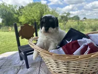 Cooper, a male Miniature Bernedoodle for sale in Moulton, IA – 1 of 4