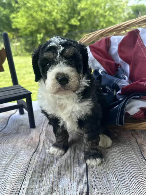 Willow, a female Miniature Bernedoodle for sale in Moulton, IA – 1 of 5