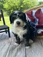 Willow, a female Miniature Bernedoodle for sale in Moulton, IA – 1 of 5