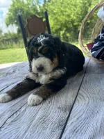 Stella, a female Miniature Bernedoodle for sale in Moulton, IA – 6 of 7