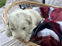Max, a male Miniature Bernedoodle and Golden Mountain Doodle for sale in Moulton, IA – 2 of 7