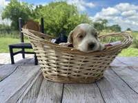 Harley , a male Miniature Bernedoodle and Golden Mountain Doodle for sale in Moulton, IA – 5 of 6