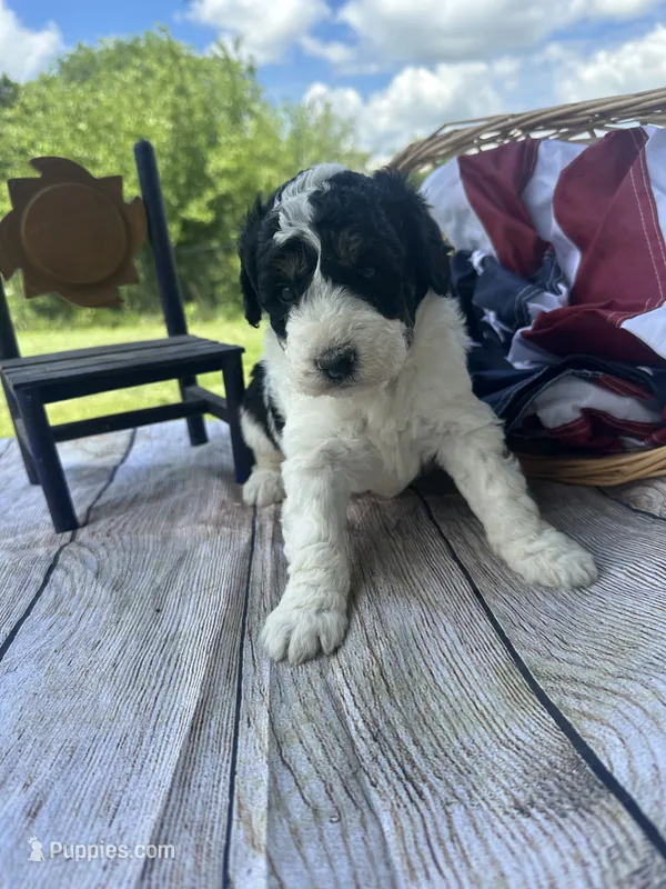 Oliver, a male Miniature Bernedoodle for sale in Moulton, IA – 1 of 6