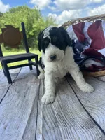 Oliver, a male Miniature Bernedoodle for sale in Moulton, IA – 1 of 6