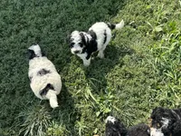 Milo , a male Miniature Bernedoodle and Golden Mountain Doodle for sale in Moulton, IA – 6 of 7