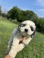 Nova, a female Miniature Bernedoodle and Golden Mountain Doodle for sale in Moulton, IA – 2 of 9