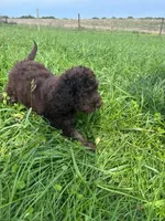 Theo, a male Cockapoo for sale in Moulton, IA – 5 of 6