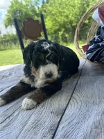 Stella, a female Miniature Bernedoodle for sale in Moulton, IA – 5 of 7
