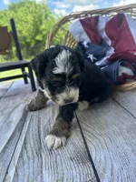 Tucker, a male Miniature Bernedoodle for sale in Moulton, IA – 6 of 6