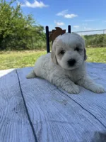 Max, a male Miniature Bernedoodle and Golden Mountain Doodle for sale in Moulton, IA – 9 of 9