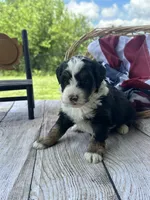 Bailey, a female Miniature Bernedoodle for sale in Moulton, IA – 2 of 5