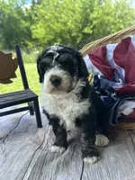 Willow, a female Miniature Bernedoodle for sale in Moulton, IA – 4 of 5