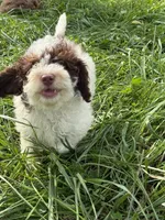 Benny, a male Cockapoo for sale in Moulton, IA – 3 of 6