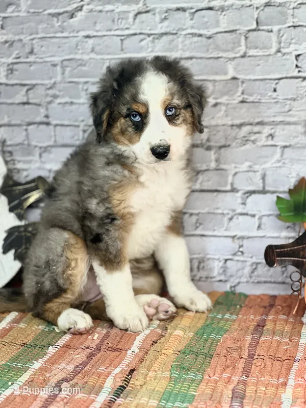 Kat – Miniature Bernedoodle, Miniature Aussiedoodle puppy for sale in Moulton, IA