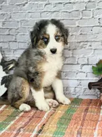 Kat, a female Miniature Bernedoodle and Miniature Aussiedoodle for sale in Moulton, IA – 1 of 6