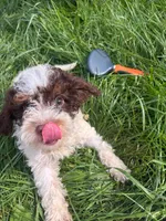 Benny, a male Cockapoo for sale in Moulton, IA – 6 of 6