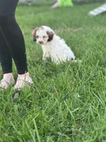 Carl, a male Cockapoo for sale in Moulton, IA – 3 of 6
