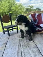 Willow, a female Miniature Bernedoodle for sale in Moulton, IA – 5 of 5