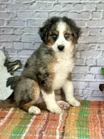 Kat, a female Miniature Bernedoodle and Miniature Aussiedoodle for sale in Moulton, IA – 2 of 6