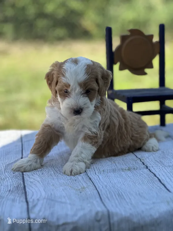 Bella – Miniature Bernedoodle, Golden Mountain Doodle puppy for sale in Moulton, IA