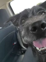 Shadow, a male Border Collie and Standard Schnauzer for sale in Dallas, TX – 3 of 3