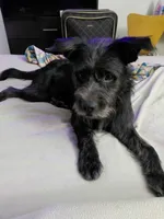 Shadow, a male Border Collie and Standard Schnauzer for sale in Dallas, TX – 2 of 3