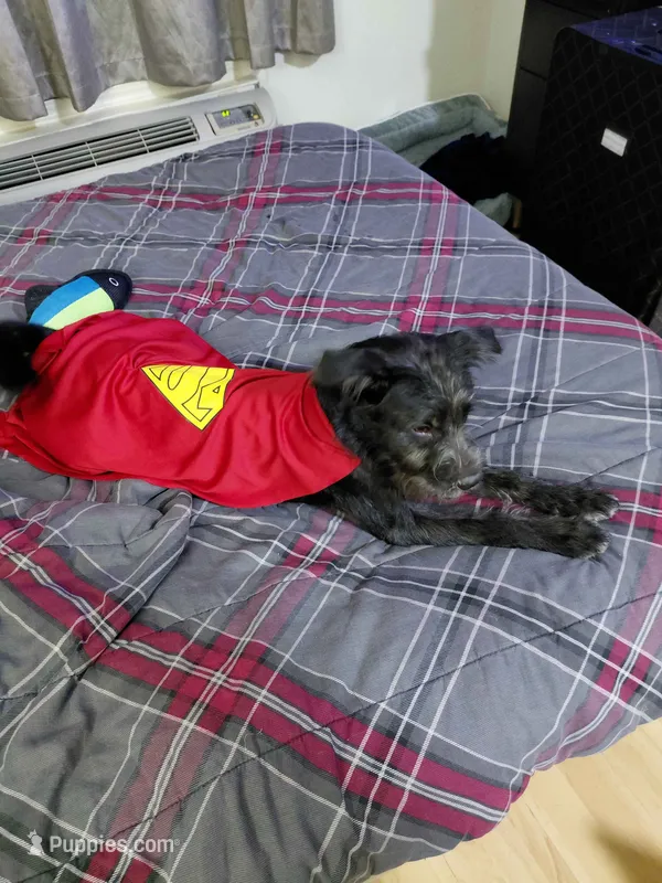 Shadow – Border Collie, Standard Schnauzer puppy for sale in Dallas, TX